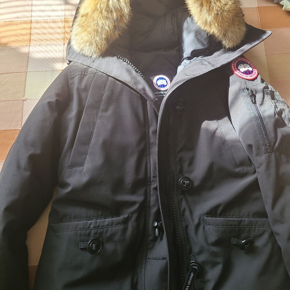 Canada goose